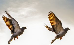 Upptäck mer med en fågelkikare