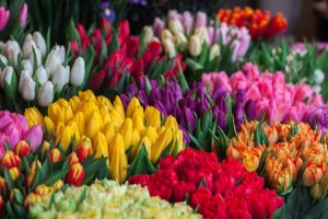 Blommor att ge bort